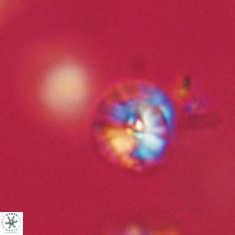 Calcidiscus pacificanus 63732