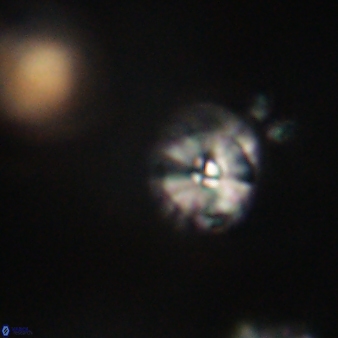 Calcidiscus pacificanus 63733