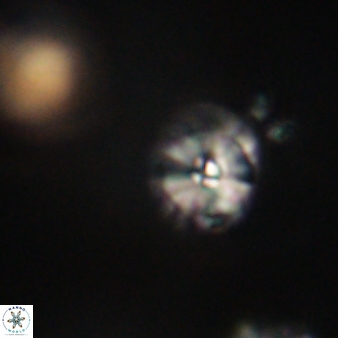 Calcidiscus pacificanus 63733