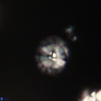 Calcidiscus pacificanus 63735