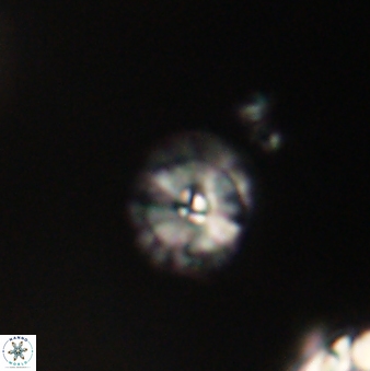 Calcidiscus pacificanus 63735