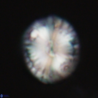 Calcidiscus pacificanus 21564