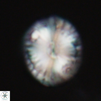 Calcidiscus pacificanus 21564