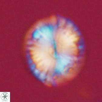 Calcidiscus pacificanus 21565