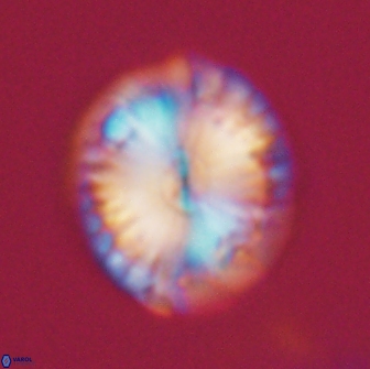 Calcidiscus pacificanus 21566