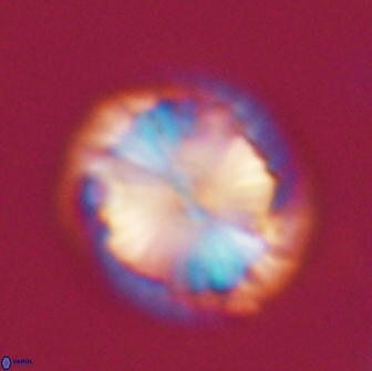 Calcidiscus pacificanus 21567