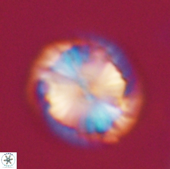 Calcidiscus pacificanus 21567