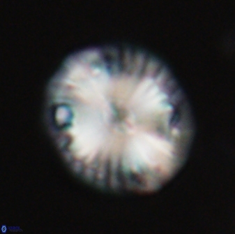 Calcidiscus pacificanus 21568