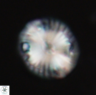 Calcidiscus pacificanus 21568
