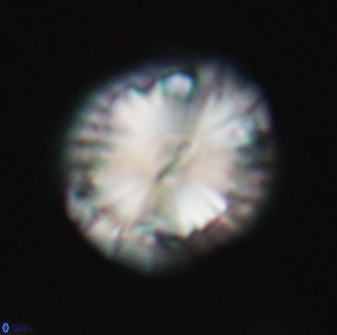 Calcidiscus pacificanus 21569