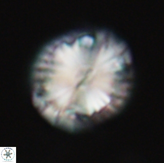 Calcidiscus pacificanus 21569