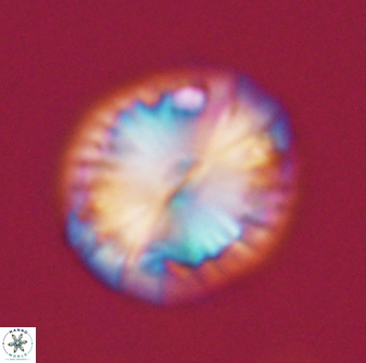 Calcidiscus pacificanus 21570