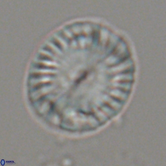 Calcidiscus pacificanus 21571