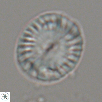 Calcidiscus pacificanus 21571