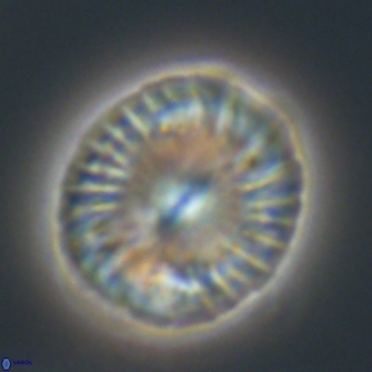 Calcidiscus pacificanus 21572