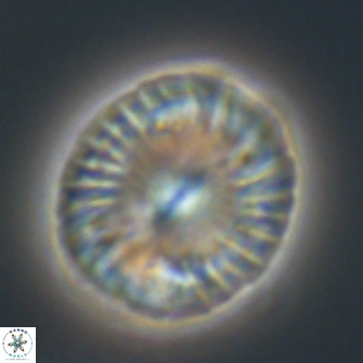 Calcidiscus pacificanus 21572