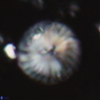 Calcidiscus pacificanus 22214