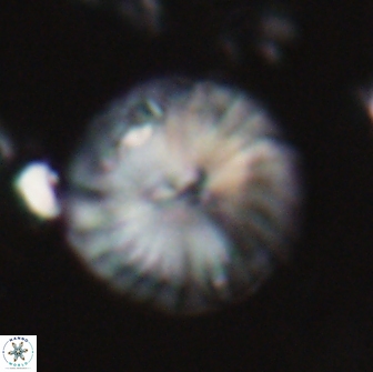 Calcidiscus pacificanus 22214
