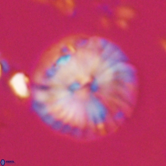 Calcidiscus pacificanus 22215