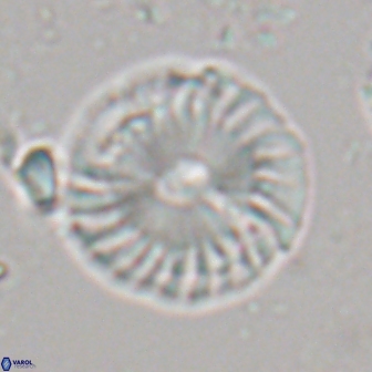 Calcidiscus pacificanus 22216