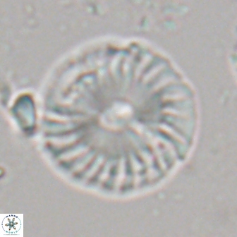 Calcidiscus pacificanus 22216