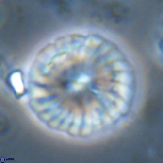 Calcidiscus pacificanus 22217