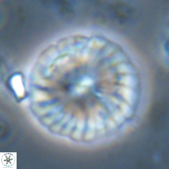 Calcidiscus pacificanus 22217