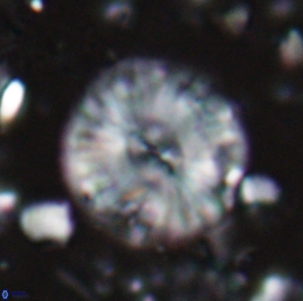 Calcidiscus pacificanus 22502