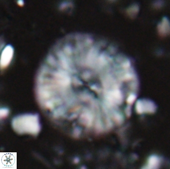 Calcidiscus pacificanus 22502