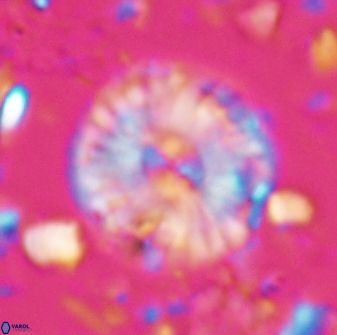 Calcidiscus pacificanus 22503