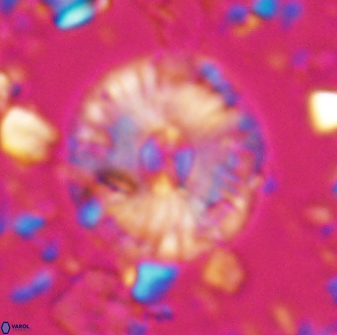 Calcidiscus pacificanus 22504