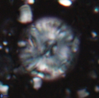 Calcidiscus pacificanus 22506