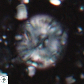 Calcidiscus pacificanus 22506
