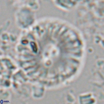 Calcidiscus pacificanus 22508