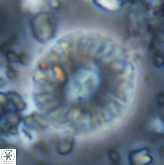 Calcidiscus pacificanus 22510