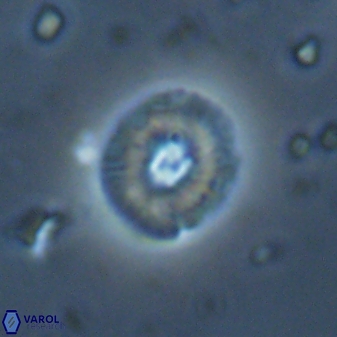 Calcidiscus parvicrucis 29042