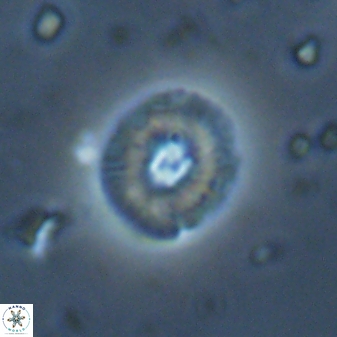 Calcidiscus parvicrucis 29042