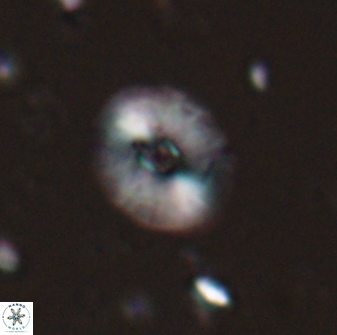 Calcidiscus parvicrucis 29028