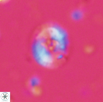 Calcidiscus parvicrucis 29030