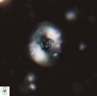 Calcidiscus parvicrucis 29033