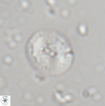 Calcidiscus parvicrucis 29039