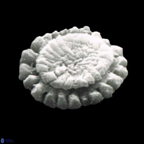 Calcidiscus pataecus 1075 12