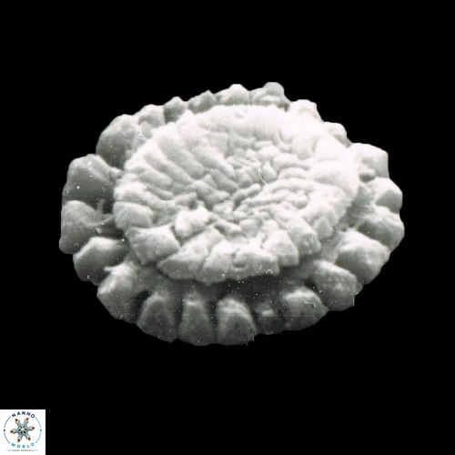 Calcidiscus pataecus 1075 12