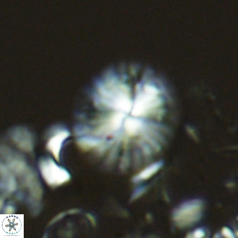 Calcidiscus pataecus VR 05100
