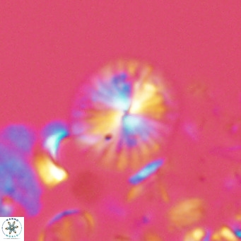 Calcidiscus pataecus VR 05101