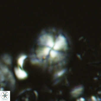 Calcidiscus pataecus VR 05103