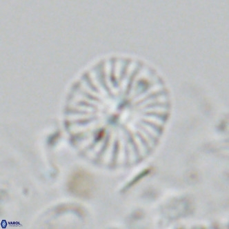 Calcidiscus pataecus VR 05104