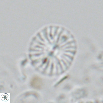 Calcidiscus pataecus VR 05104