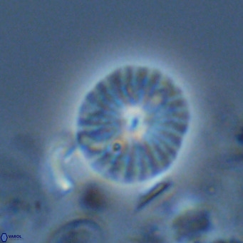 Calcidiscus pataecus VR 05106