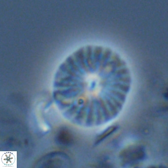 Calcidiscus pataecus VR 05106